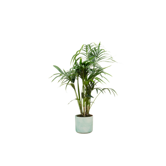 Kentia palm + Elho Ocean Round pacifisch groen | Ø22 - ↕130 cm