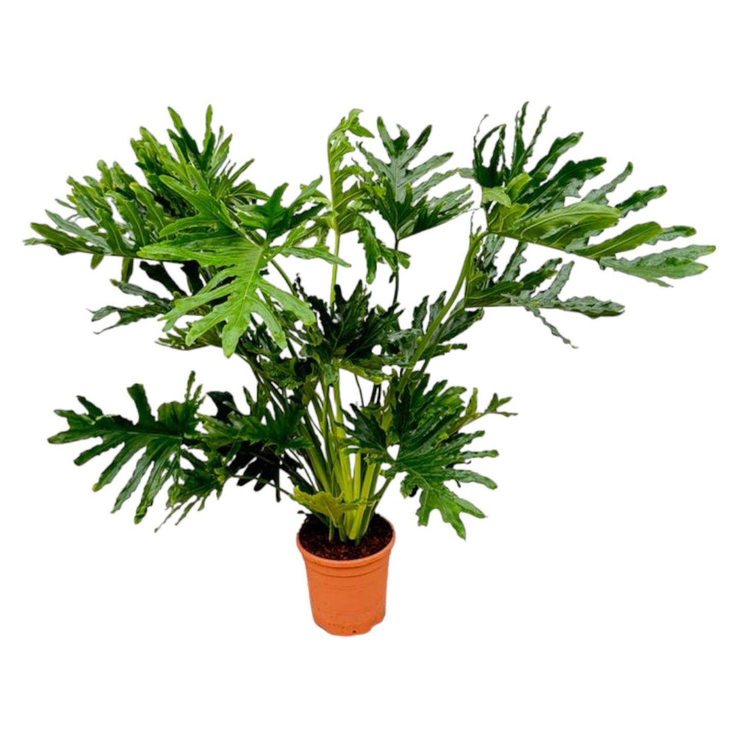 Philodendron Selloum | ↕100 cm - Ø24cm