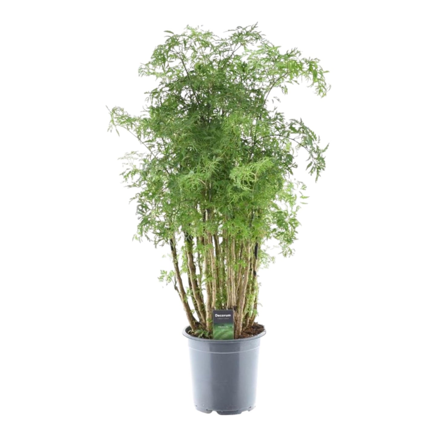 Polyscias Hawaiiana Ming | ↕100 cm - Ø24cm