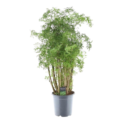 Polyscias Hawaiiana Ming | ↕100 cm - Ø24cm