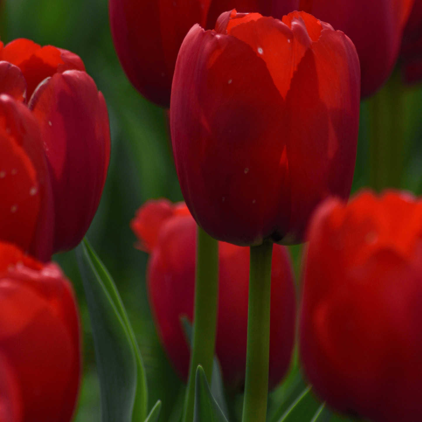 20x Tulpenbollen Seadov – Dieprode Tulp