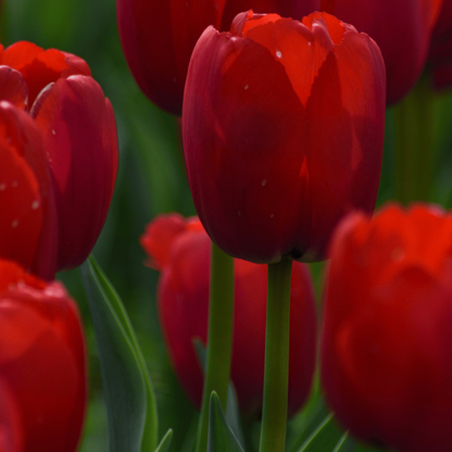 20x Tulpenbollen Seadov – Dieprode Tulp