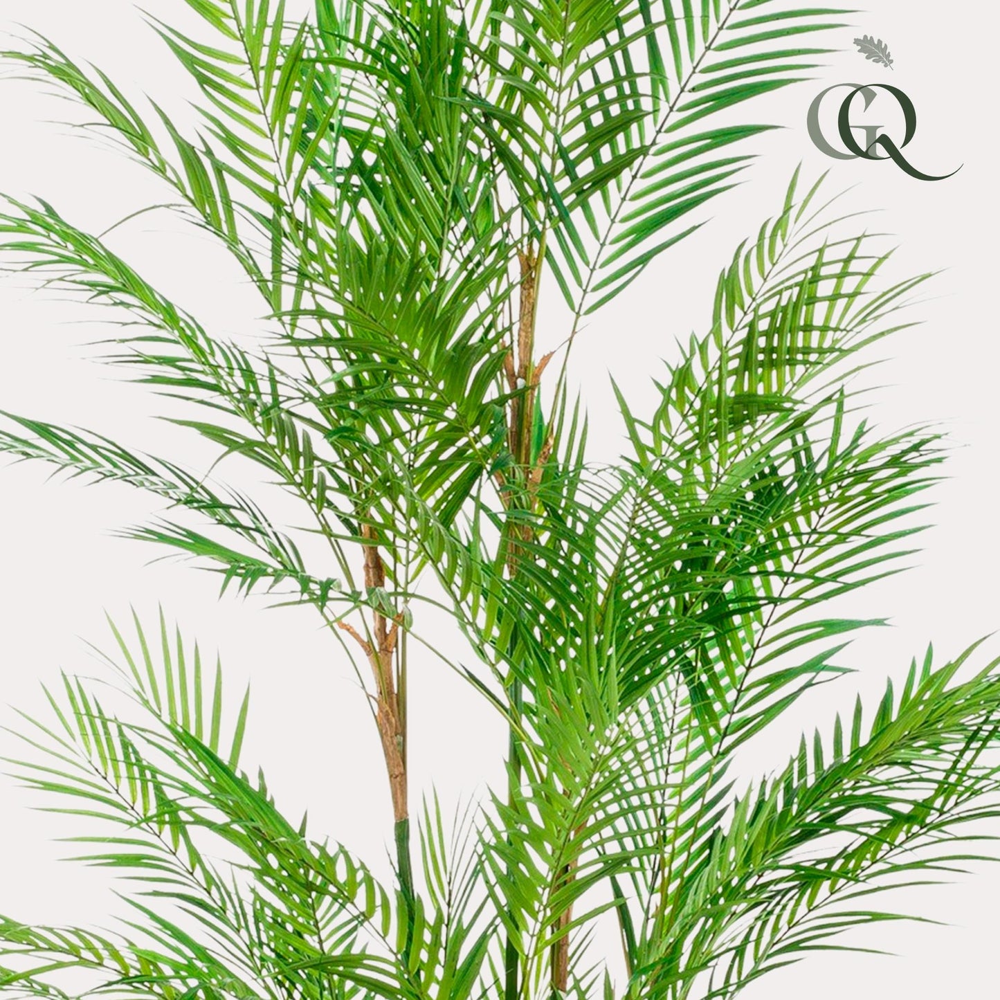 Chamaedorea Elegans - Bergpalm | ↕180 cm - Kunstplant