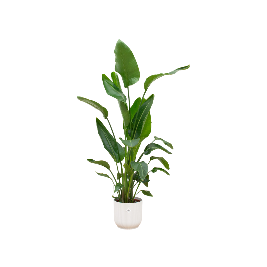 Strelitzia Nicolai + Elho Vibes Fold Round wit | ↕160cm - Ø30