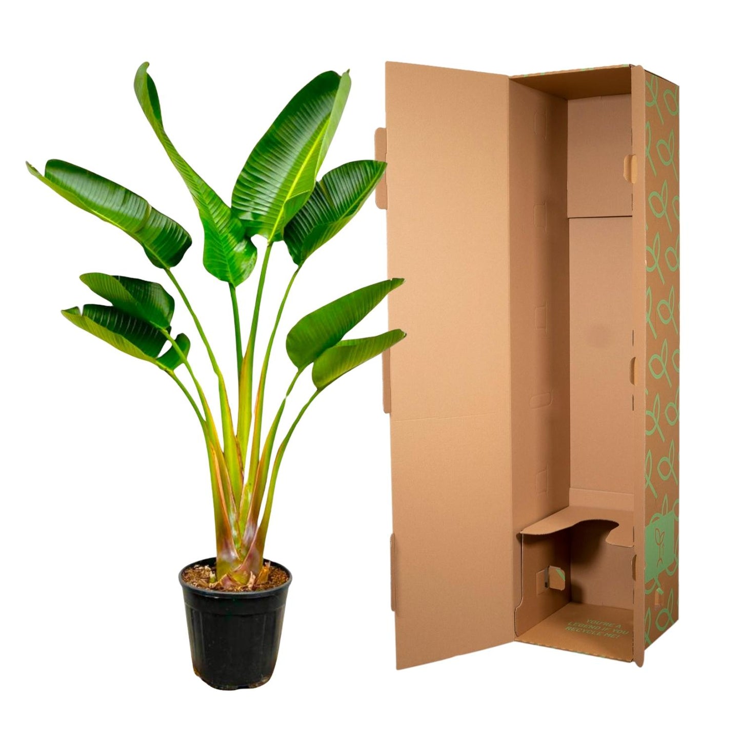Strelitzia Augusta | ↕160 cm - Ø21-24cm