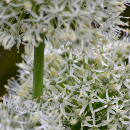 Allium White Giant 5 stuks