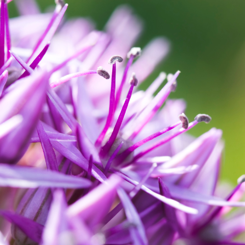 5x Globemaster - Allium bollen