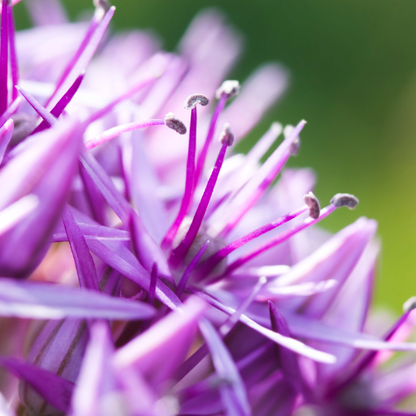5x Globemaster - Allium bollen