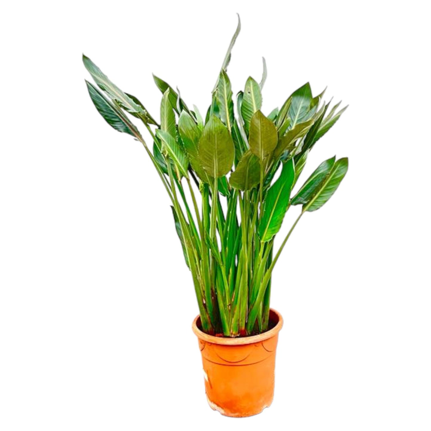 Strelitzia Reginae XL | ↕160cm - Ø30cm
