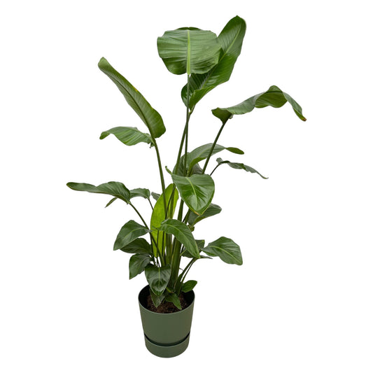 Strelitzia Nicolai Elho Greenville Round groen | ↕160cm - Ø30