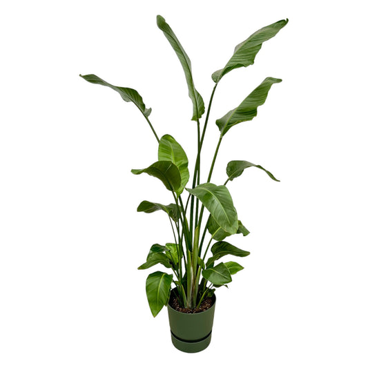 Strelitzia Nicolai + Elho Greenville Round groen | ↕170 cm - Ø30