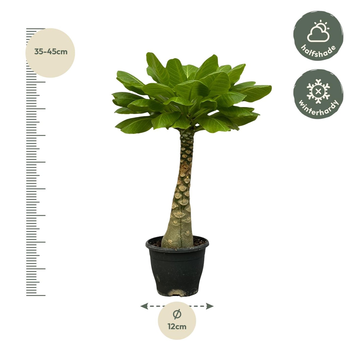 Birghamia Insignis | ↕25 cm - Ø12cm