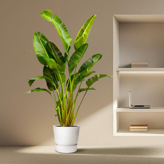 Strelitzia Augusta multi stam XXL | ↕250 cm - Ø30-40cm