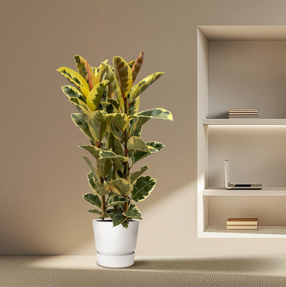 Ficus Elastica Tineke struik | ↕160 cm - Ø28cm