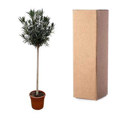 Nerium Oleander op stam met rode bloem - 170cm hoog- 40cm doorsnede