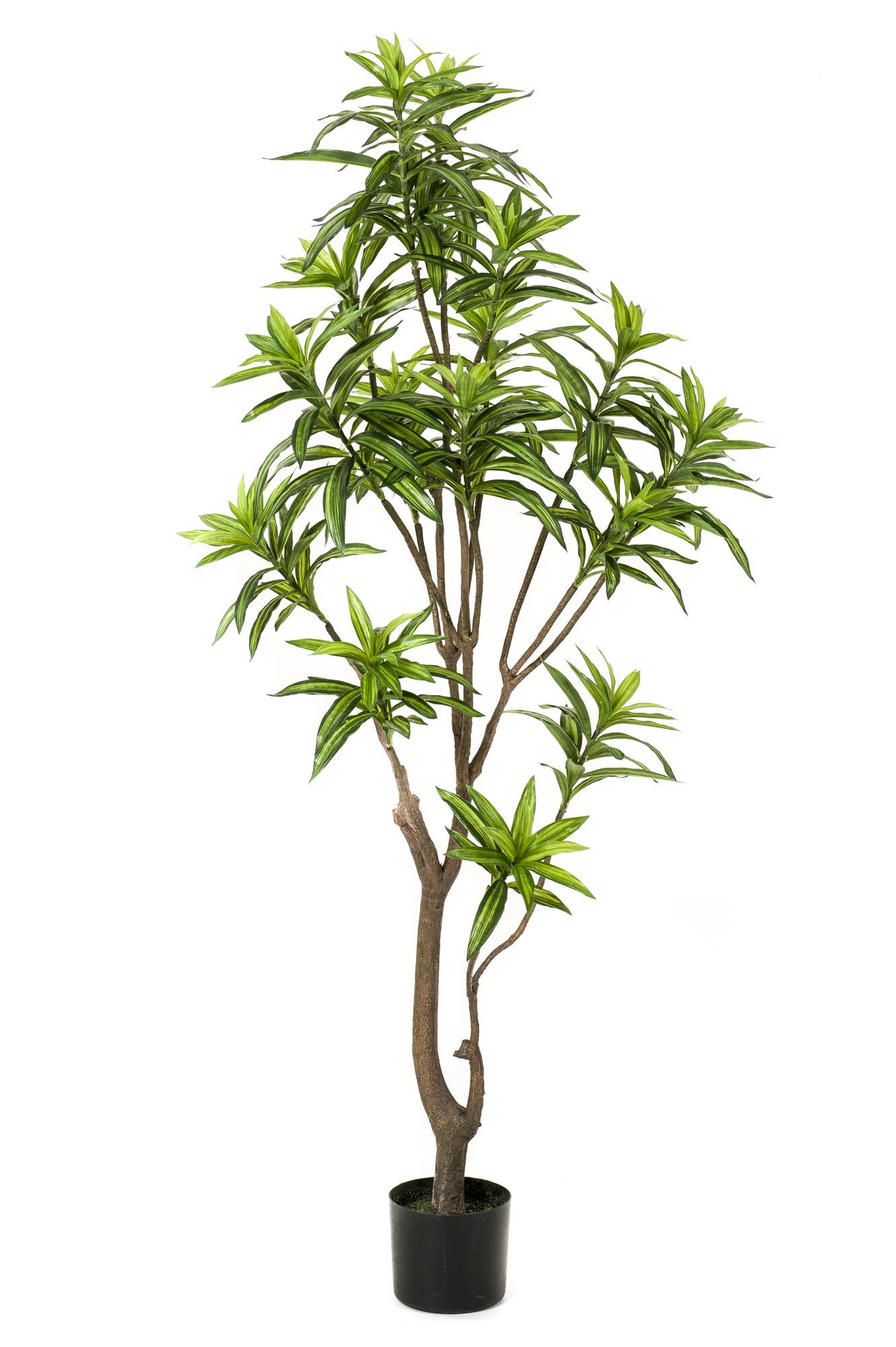 Dracaena - Drakenboom | ↕155 cm - Kunstplant