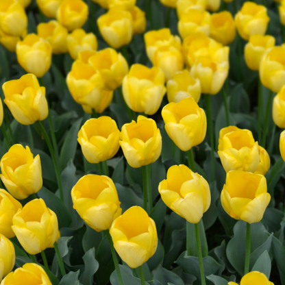 20x Tulpenbollen Strong Gold – Gele Tulp