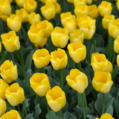 20x Tulpenbollen Strong Gold – Gele Tulp