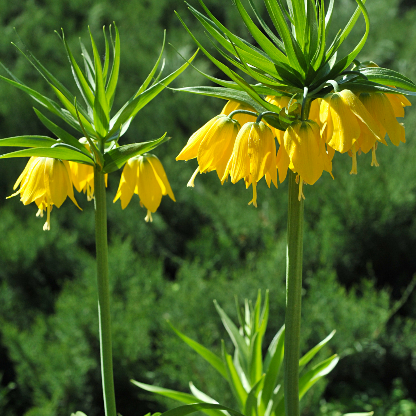 Fritillaria / Keizerskroon Lutea 5 stuks