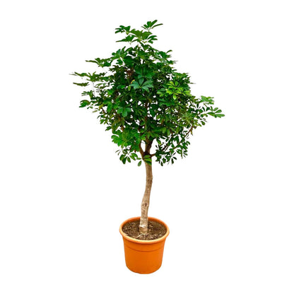 Schefflera op stam - 210cm hoog - 45cm doorsnede