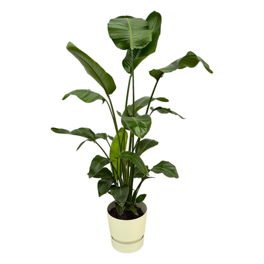 Strelitzia Nicolai + Elho Greenville Round wit | ↕160cm - Ø30