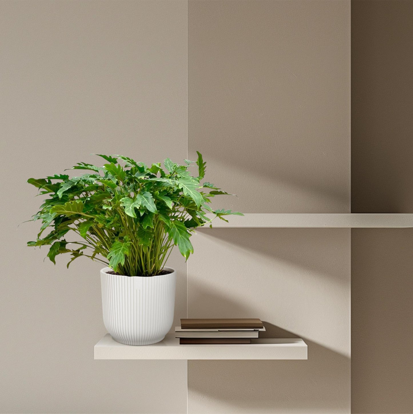 Philodendron Xanadu | ↕80 cm - Ø27cm