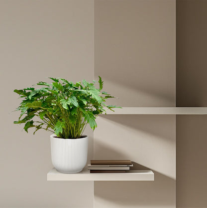 Philodendron Xanadu | ↕80 cm - Ø27cm