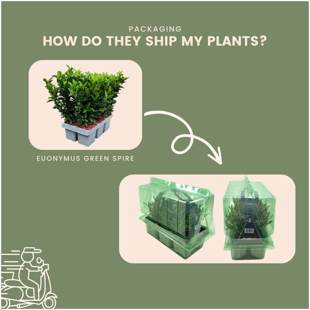 Euonymus Green Spire | Ø7 cm - ↕15 cm