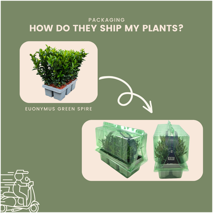 Euonymus Green Spire | Ø7 cm - ↕15 cm