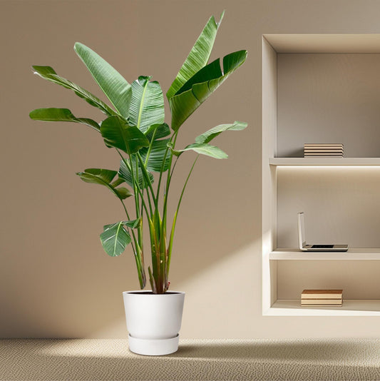 Strelitzia Augusta de luxe XXL | ↕250cm - Ø38cm