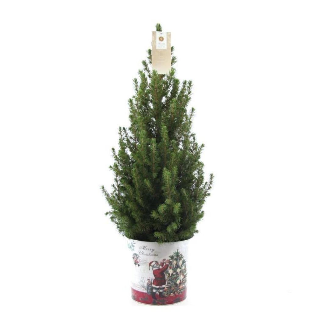 Kleine Kerstboom in Kerstmis sierpot - 70 cm - zonder decoratie