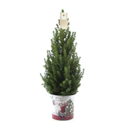 Kleine Kerstboom in Kerstmis sierpot - 70 cm - zonder decoratie