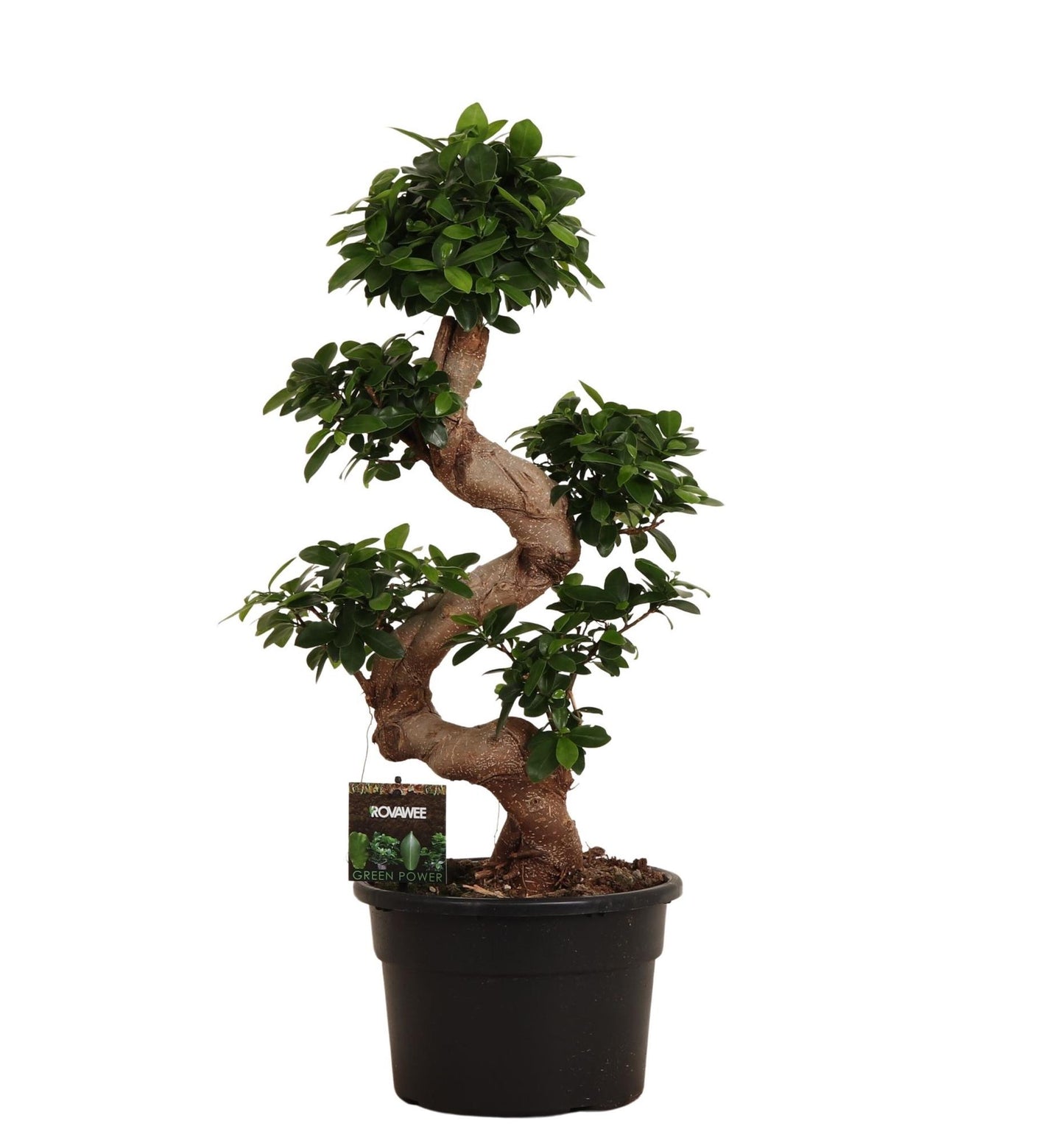 Ficus Microcarpa Ginseng | ↕80 cm - Ø24- 27cm