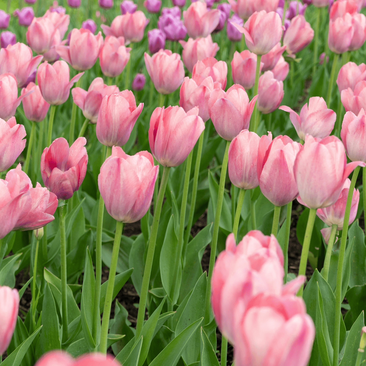 20x Tulpenbollen Apricot Delight – Roze Apricot Tulp