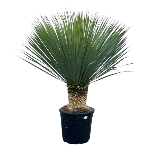 Yucca Rostrata | ↕140 cm - Ø45cm