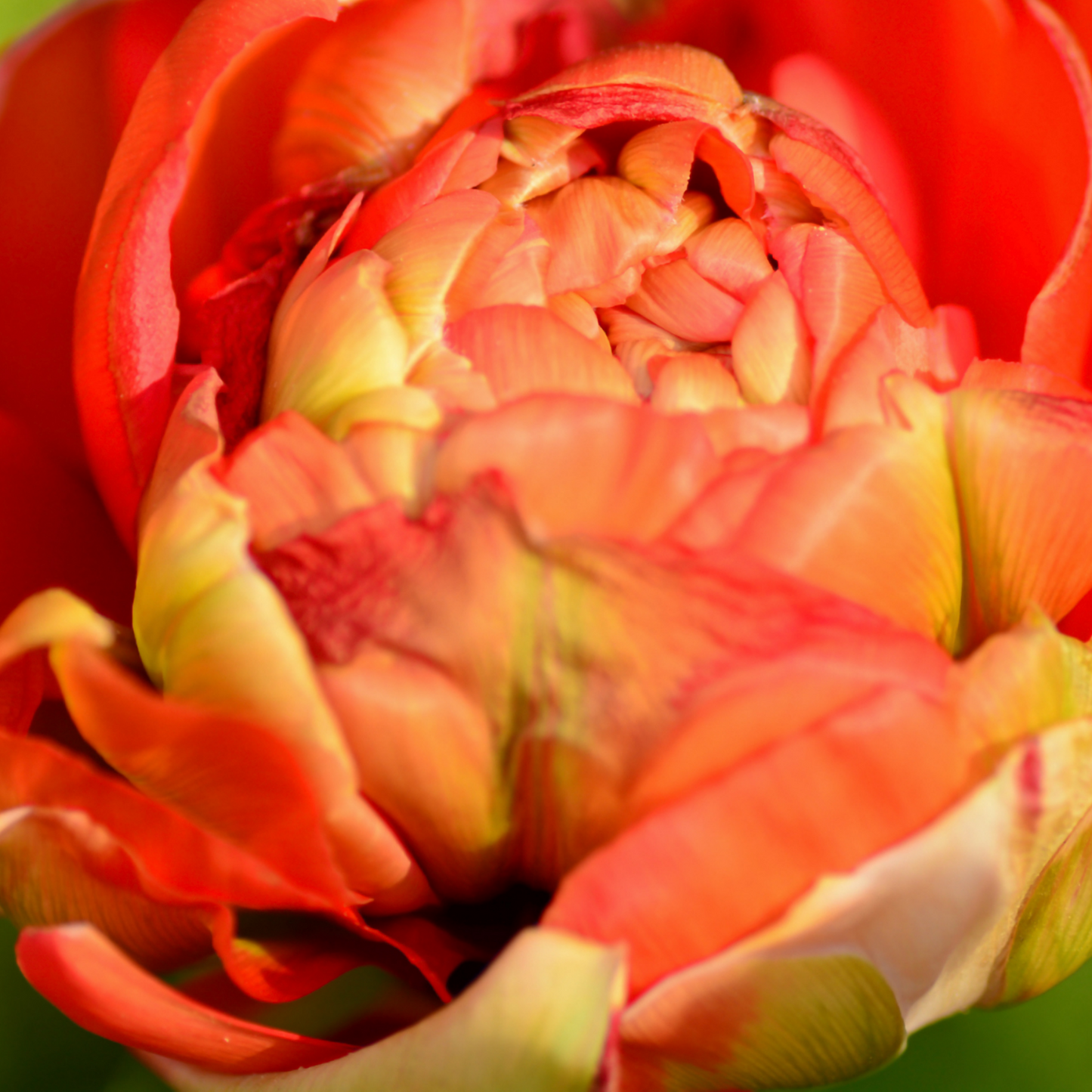 20x Tulpenbollen Gudoshnik Double – Geel, Oranje & Rode Dubbelbloemige Tulp
