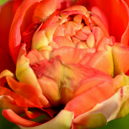 20x Tulpenbollen Gudoshnik Double – Geel, Oranje & Rode Dubbelbloemige Tulp