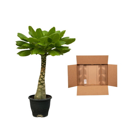 Birghamia Insignis | ↕25 cm - Ø12cm