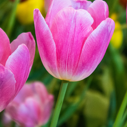 20x Tulpenbollen Dynasty – Roze Tulp