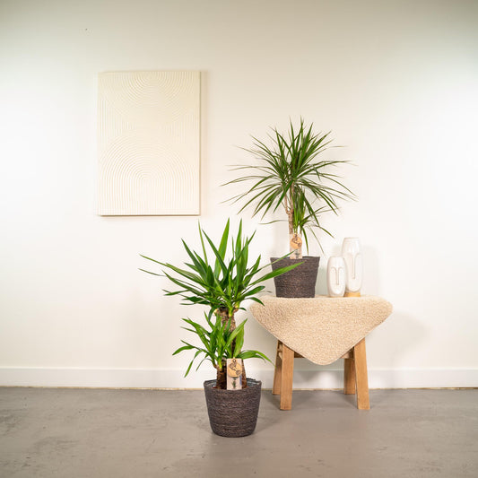 Dracaena 70cm hoog - 17cm doorsnede + Yucca 90cm hoog - 17cm doorsnede