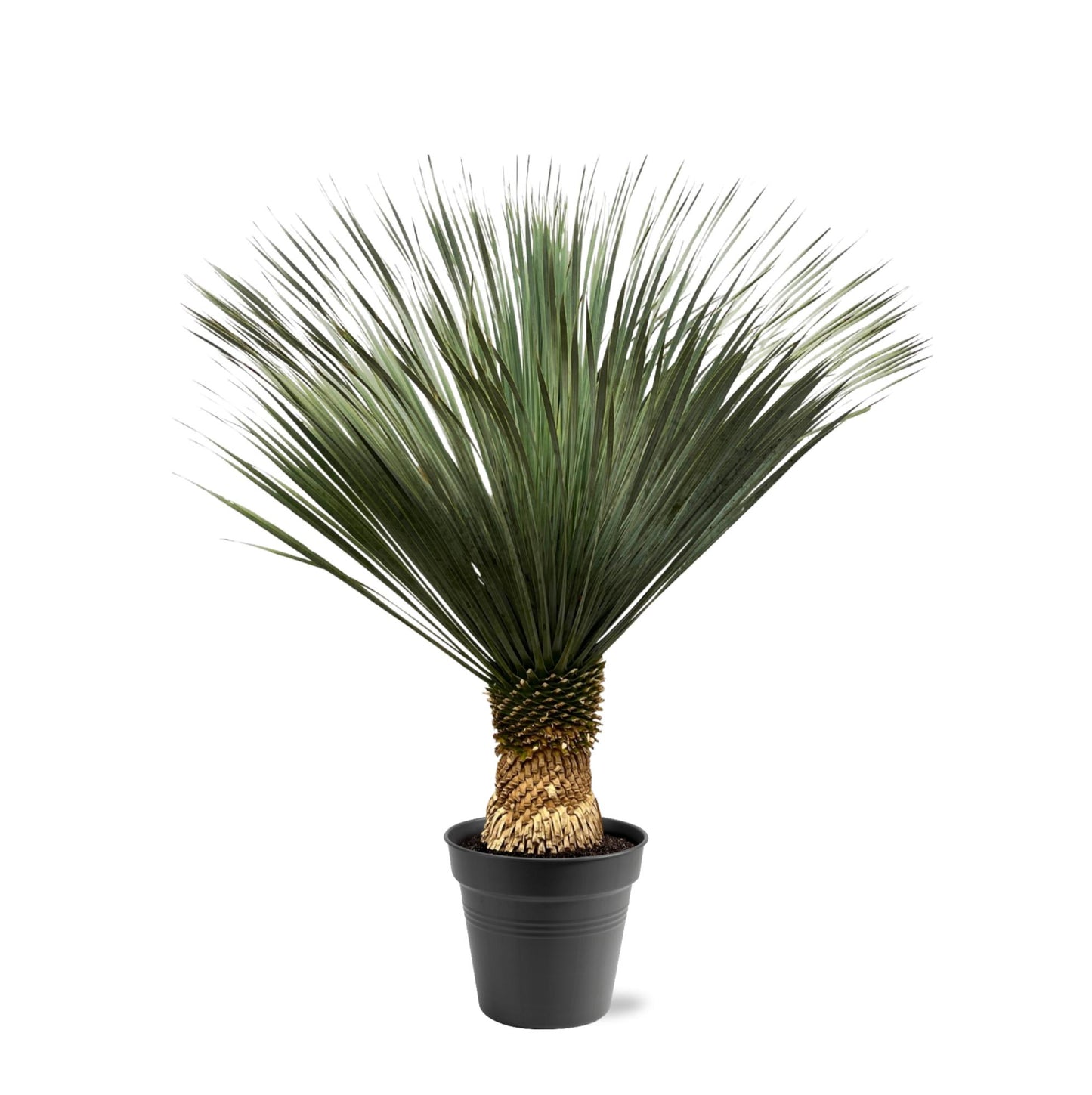 Yucca Rostrata | ↕130 - 150 cm - Ø50cm