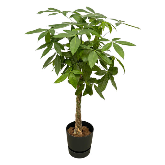 Pachira Aquatica + Elho Greenville Round zwart | ↕140cm - Ø30