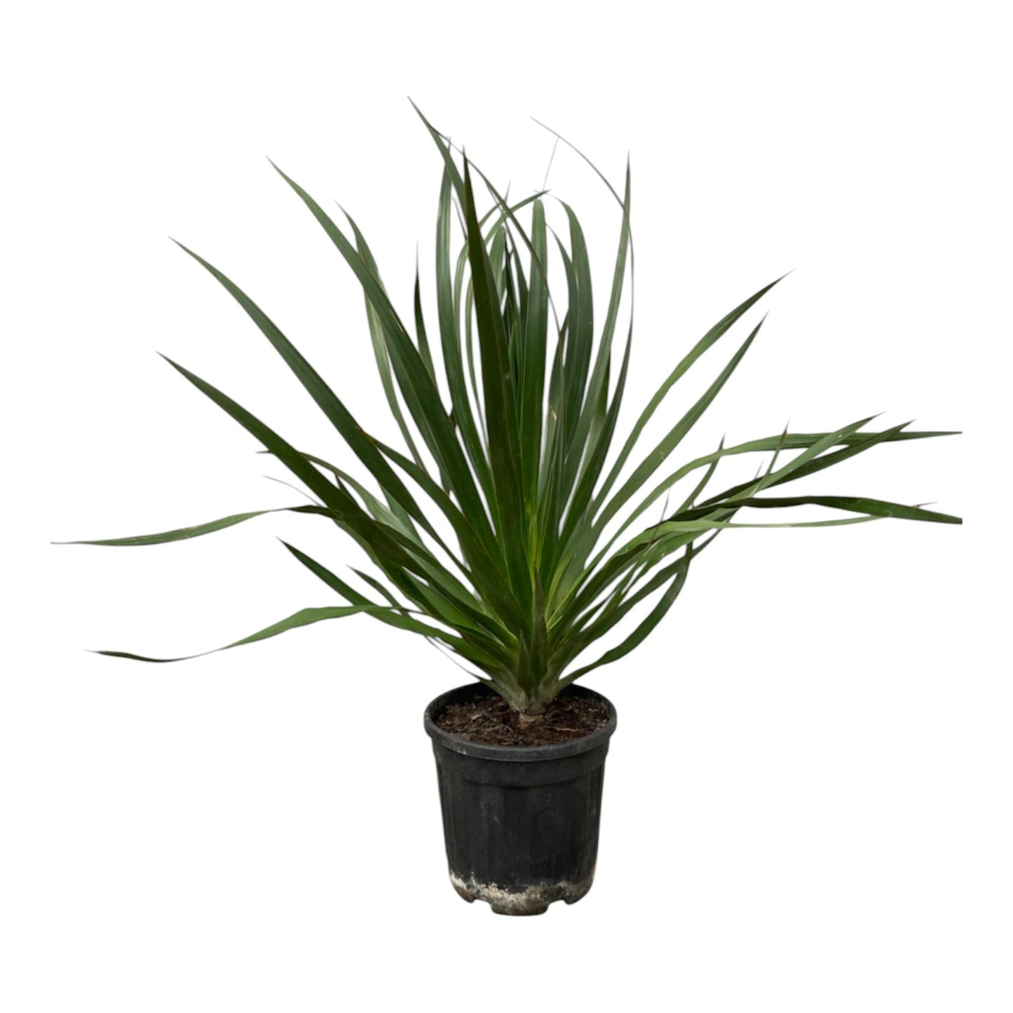 Dracaena Draco | ↕100 cm - Ø24cm