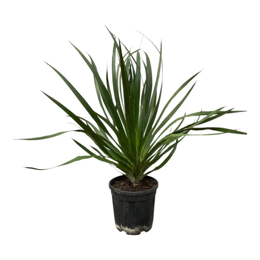 Dracaena Draco | ↕100 cm - Ø24cm