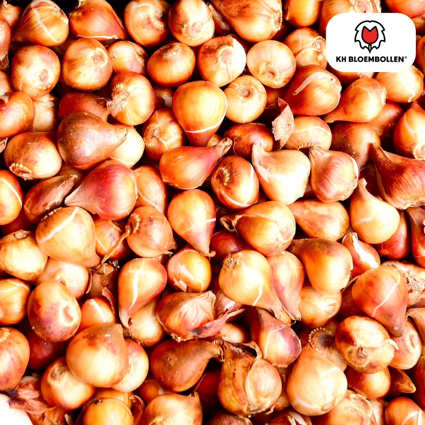 20x Tulpenbollen Apricot Delight – Roze Apricot Tulp