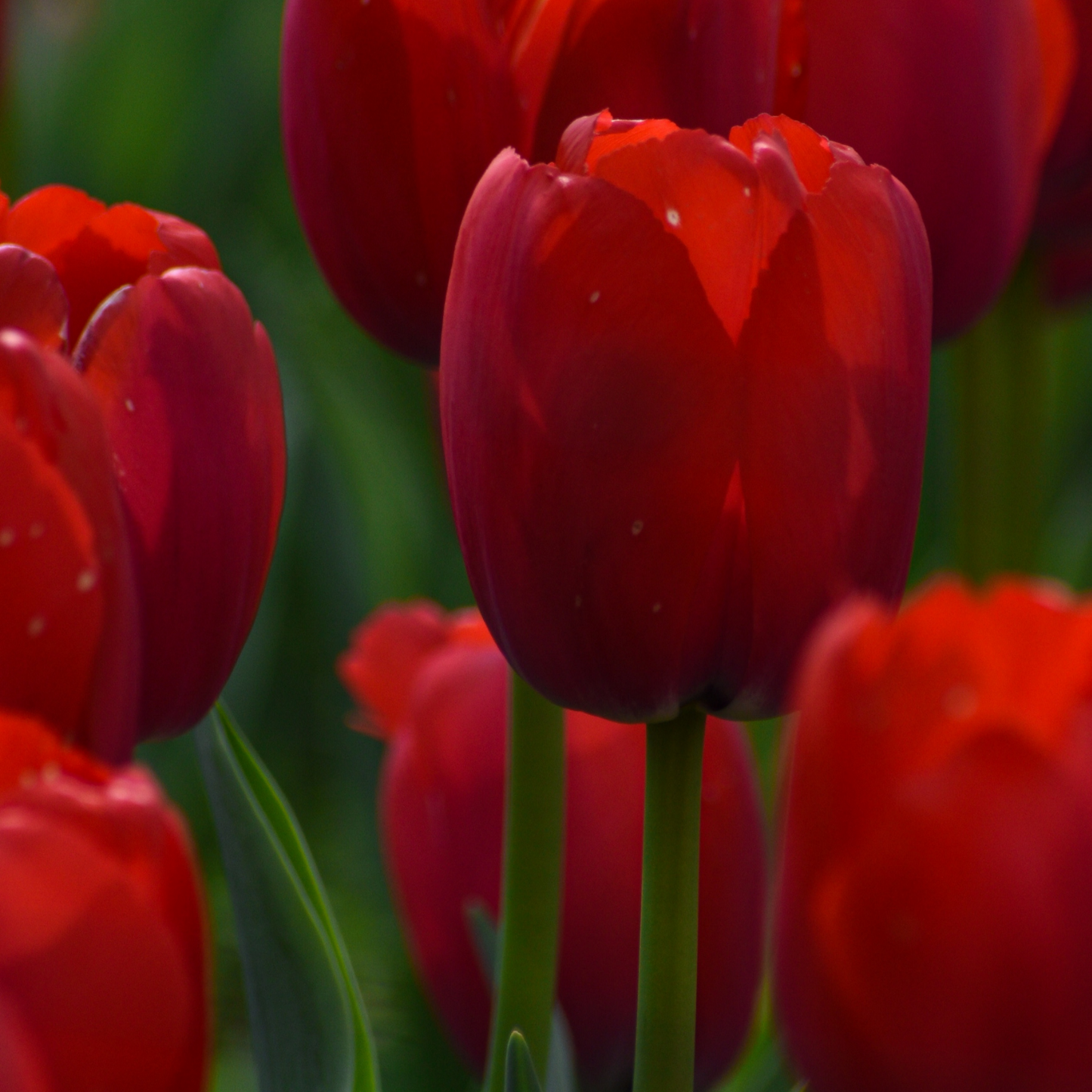 20x Tulpenbollen Ile de France – Dieprode Tulp