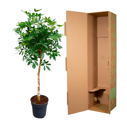 Schefflera op stam - 170cm hoog - 30cm doorsnede