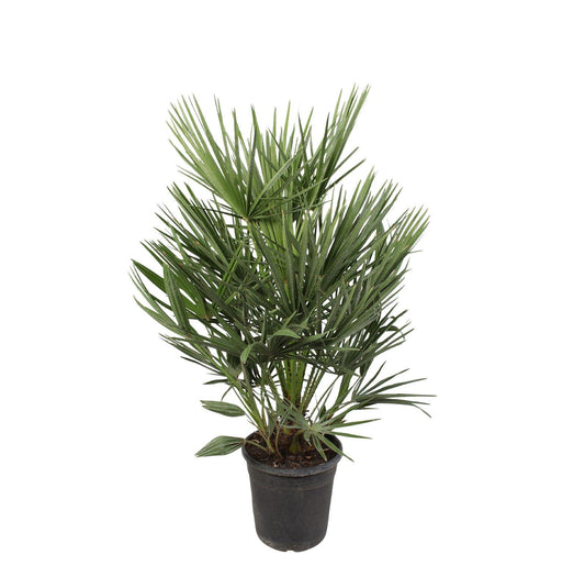 Chamaerops Humilis | ↕100cm - Ø21cm