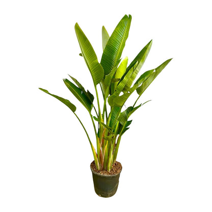 Strelitzia Augusta multi stam XXL | ↕225 cm - Ø40cm
