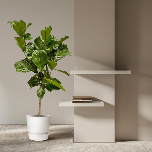 Ficus Lyrata stam | ↕150 cm - Ø27cm
